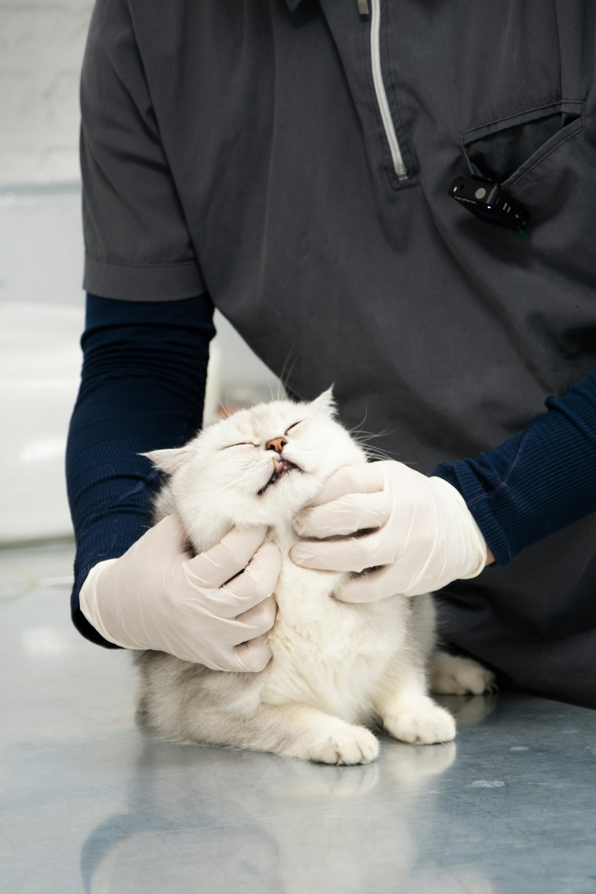 A man in a black shirt is petting a white cat