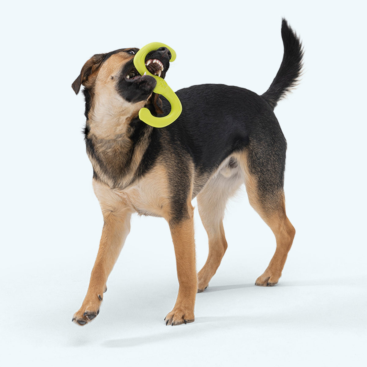 Bumi® Ruby — Limited Edition Zogoflex® Stretchy Tug Toy