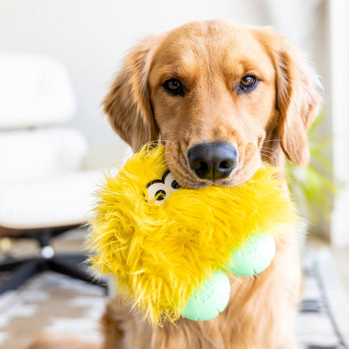 Rolf — Rowdies® Plush Dog Toy