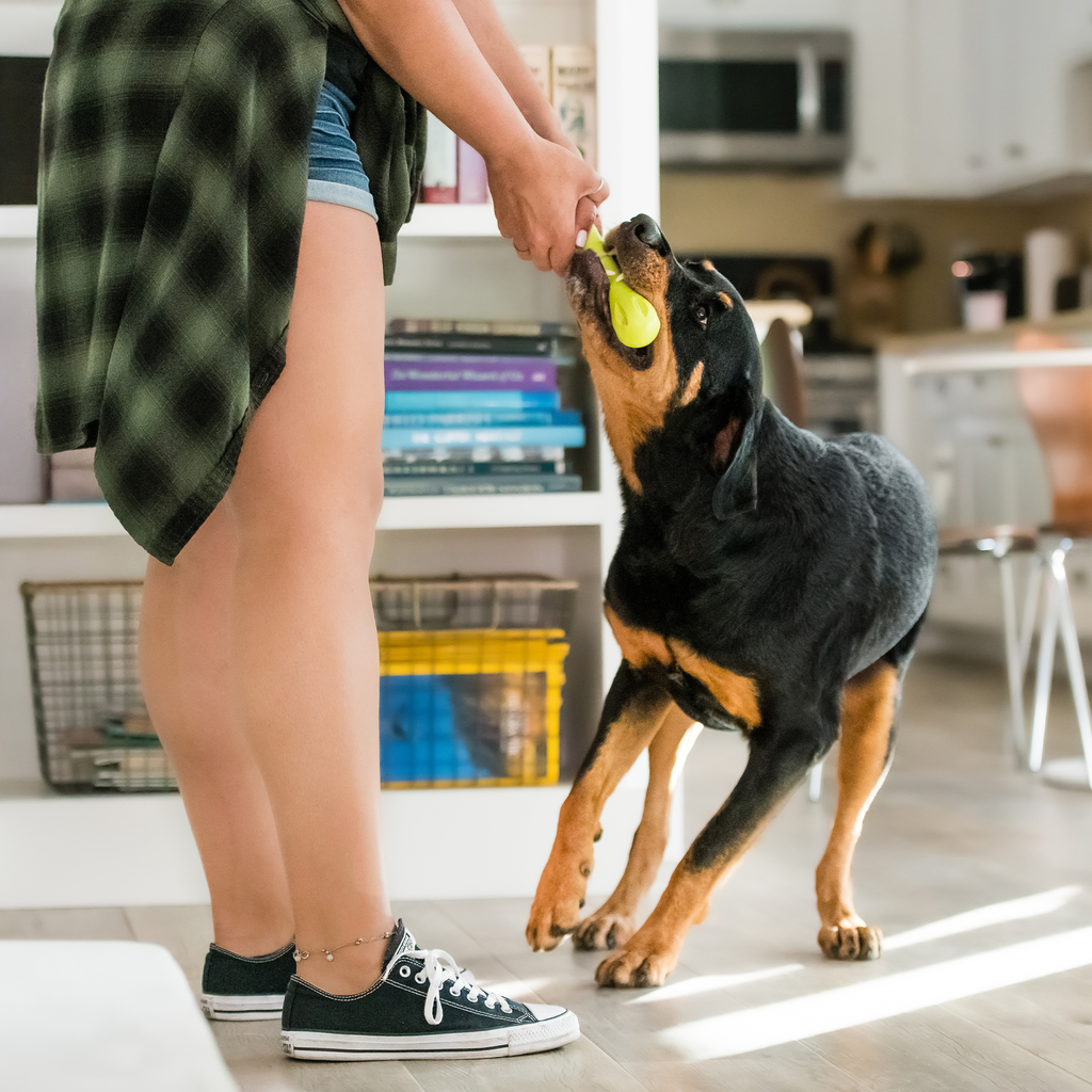 Hurley® — Zogoflex® Bone Dog Toy