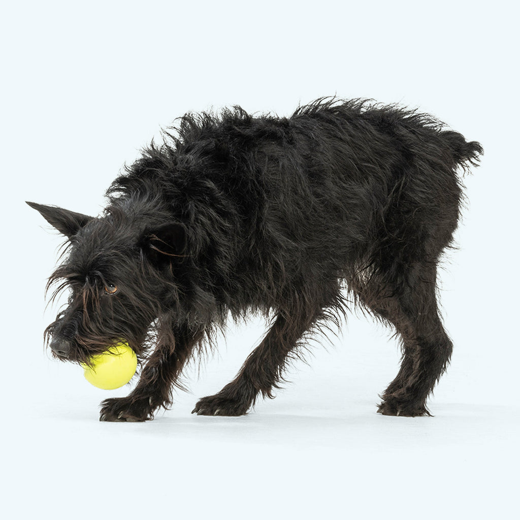 Jive® — Zogoflex® Erratic-Bounce Dog Toy
