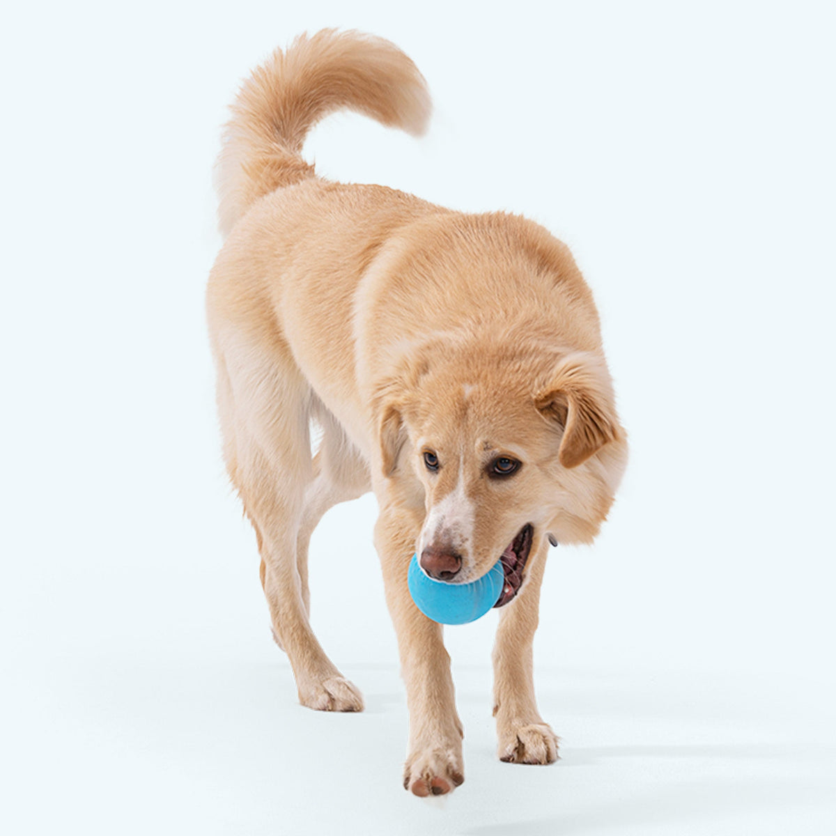 Jive® — Zogoflex® Erratic-Bounce Dog Toy