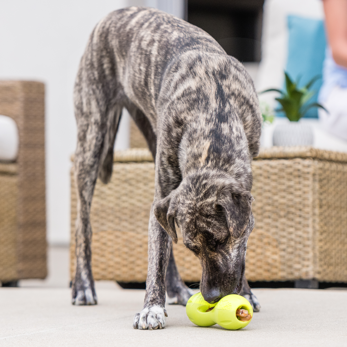 Qwizl® Zogoflex® Treat Toy