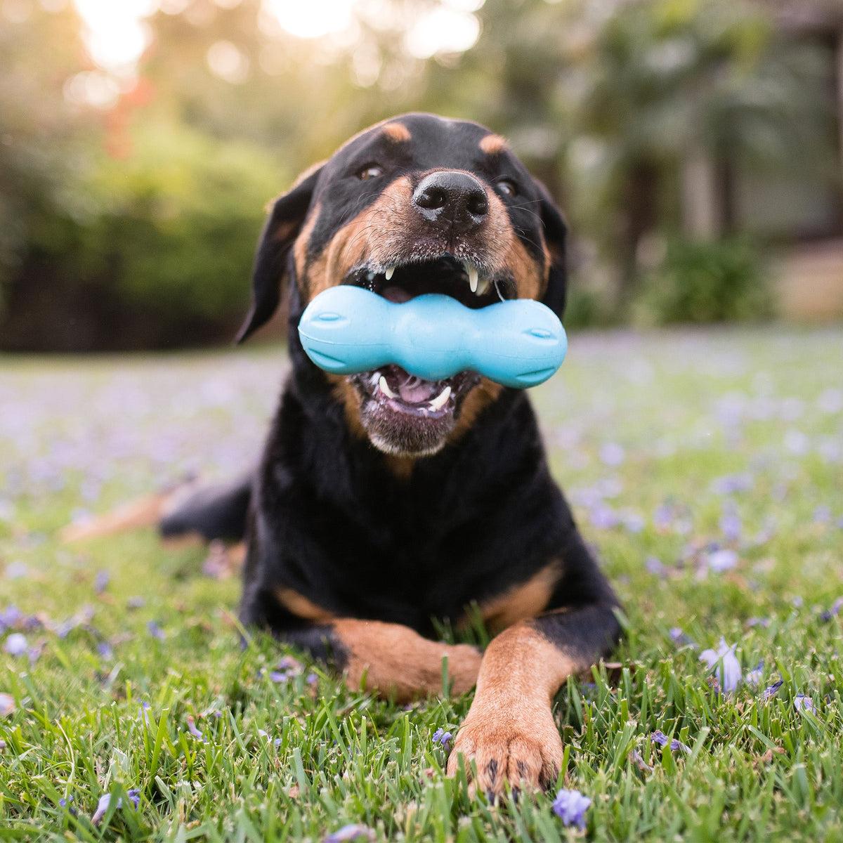 Rumpus® — Zogoflex® Three-Lobe Chew Toy