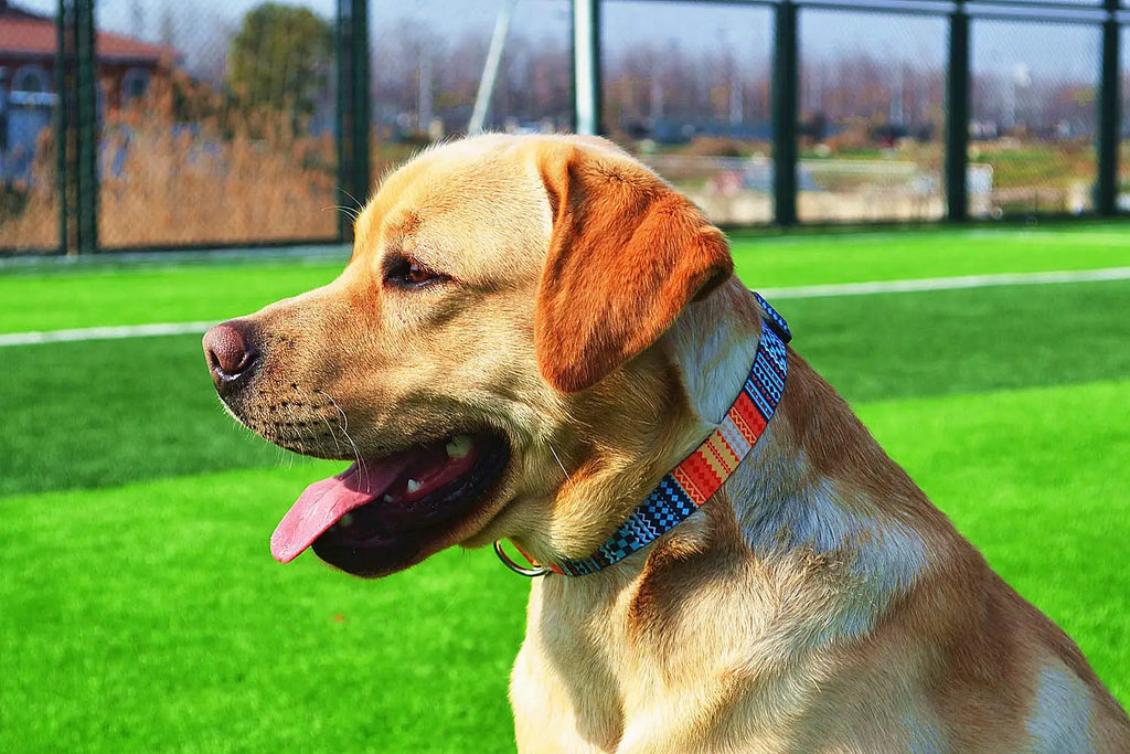 Boho Tribal & Floral Print Dog Collar