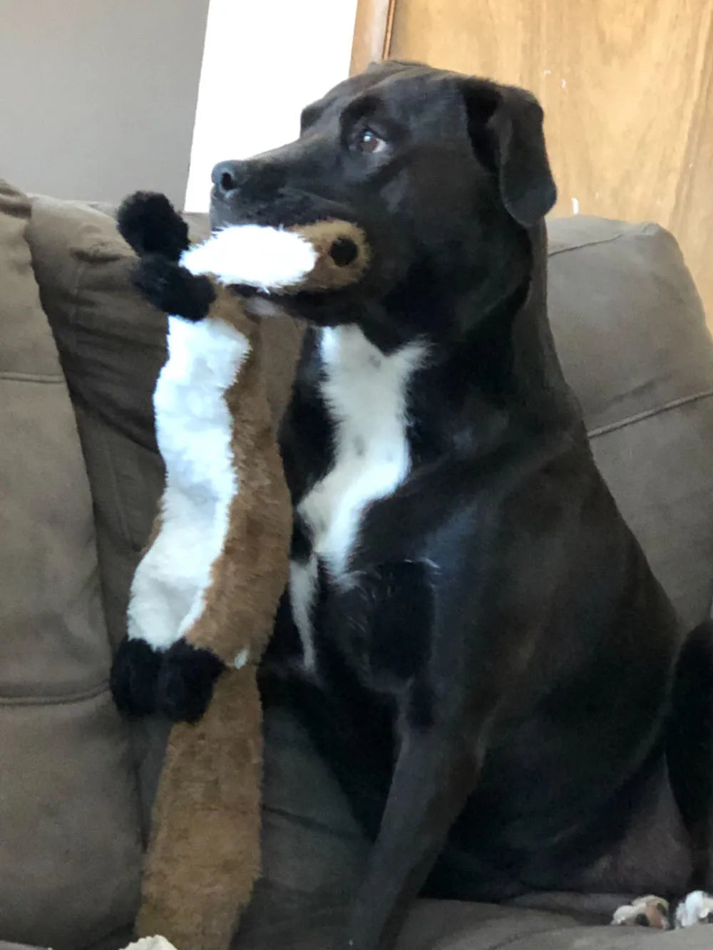 Flat No-Stuffing Squeaky Animal Dog Toy