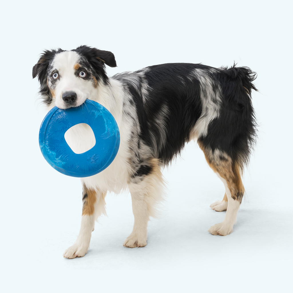 Sailz® Seaflex® Flying Disc Dog Toy