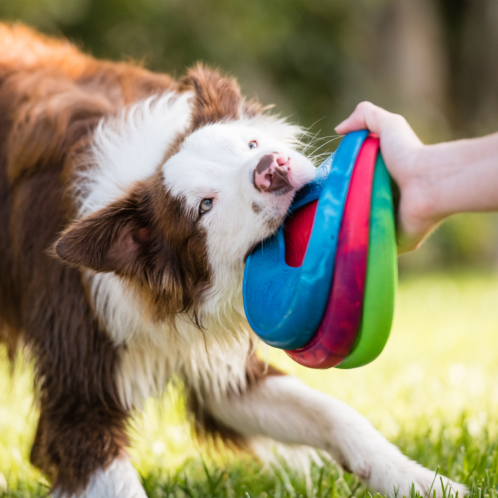 Sailz® Seaflex® Flying Disc Dog Toy