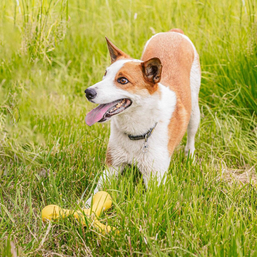 Skamp® — Zogoflex Echo® Collection Chew & Fetch Toy
