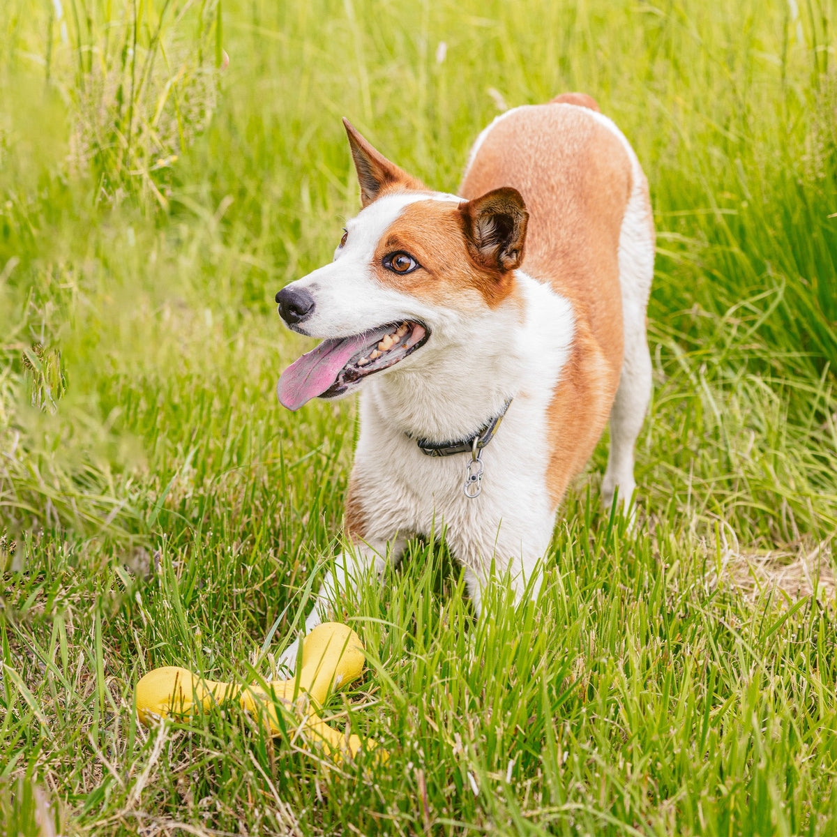 Skamp® — Zogoflex Echo® Collection Chew & Fetch Toy
