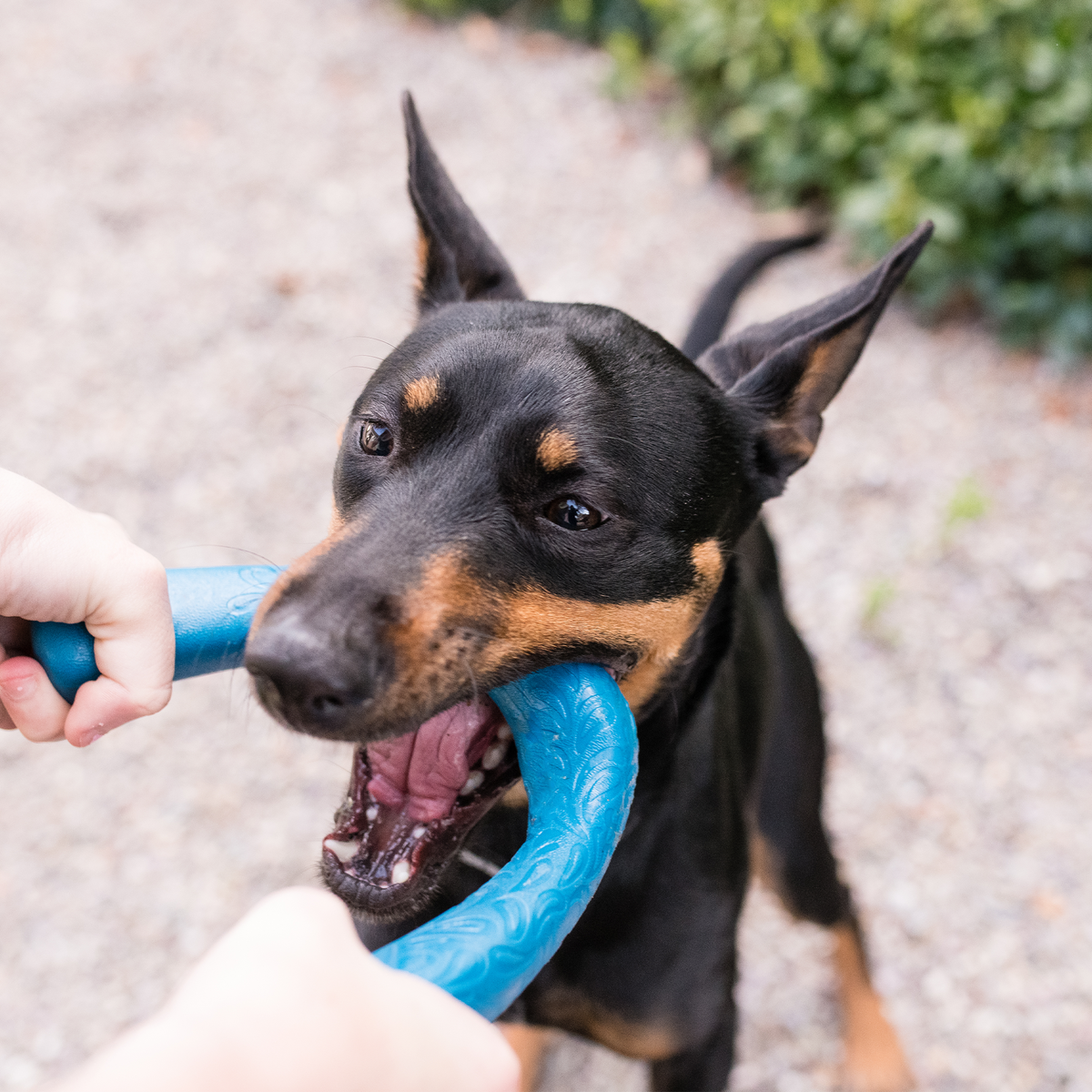 Snorkl® Seaflex® Tug Toy