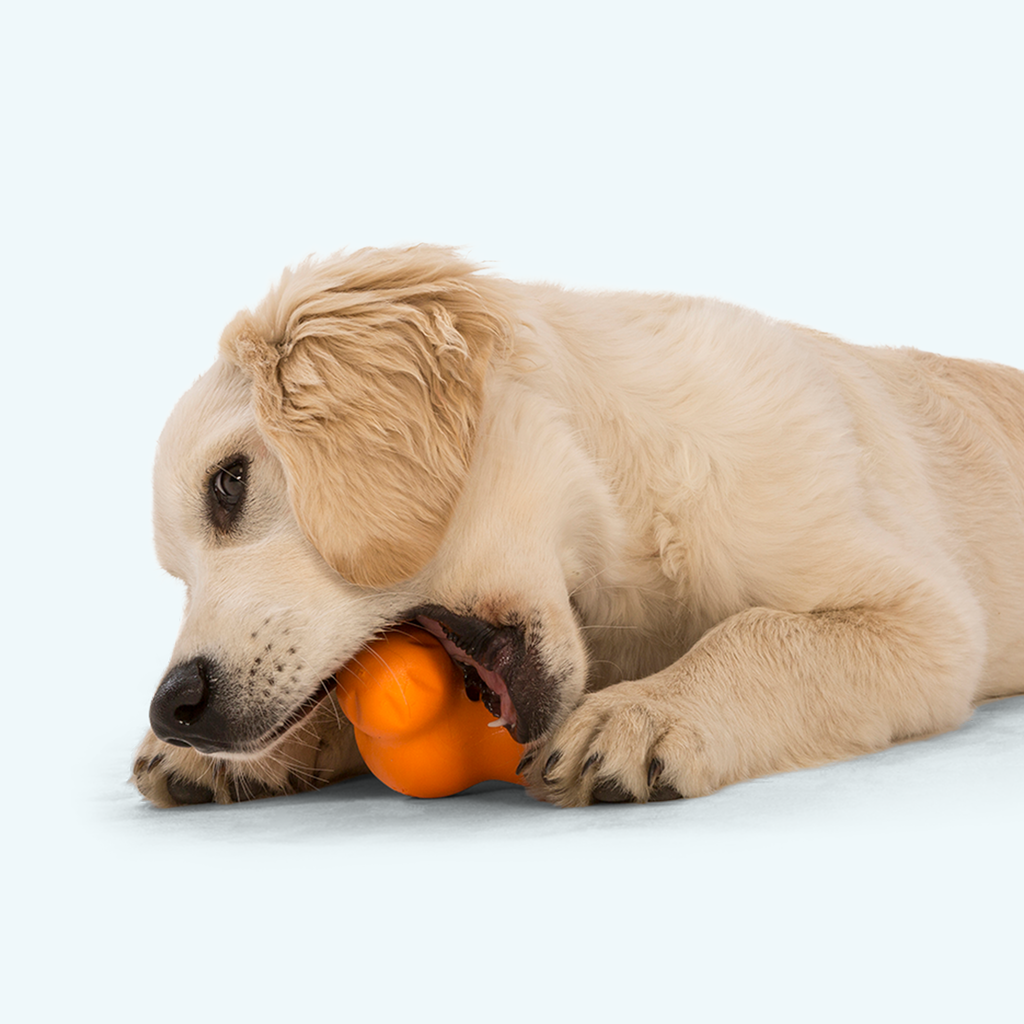 Tux— Zogoflex® Treat Toy