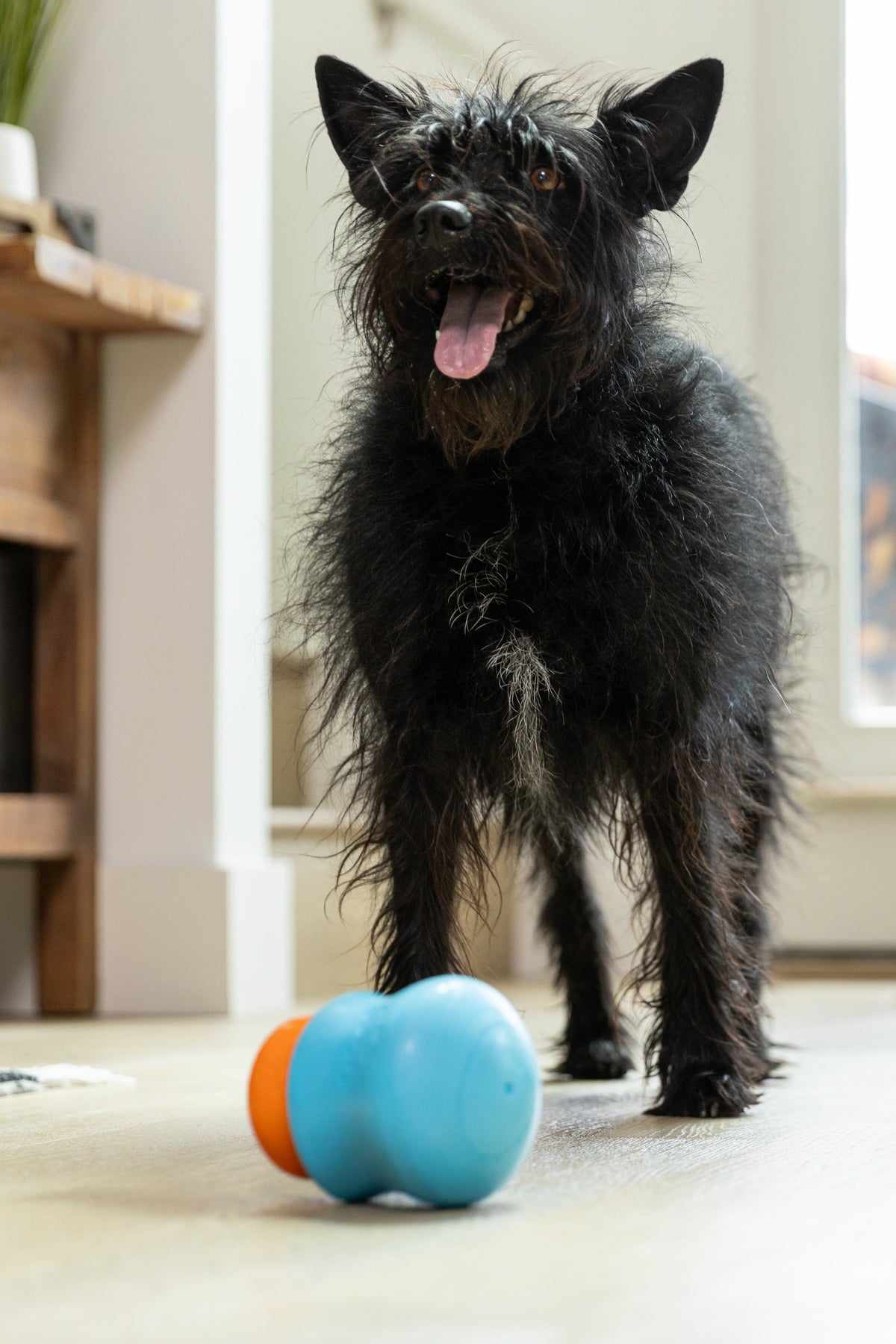 Toppl Treat — Fill & Fit Enrichment Treats