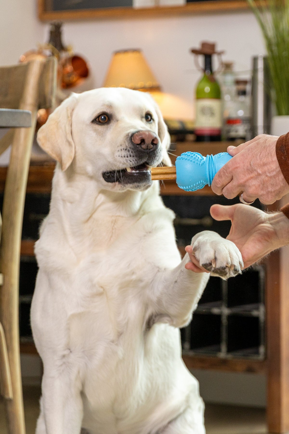 Flossr™ Zogoflex® Dental Chew & Stick Holder