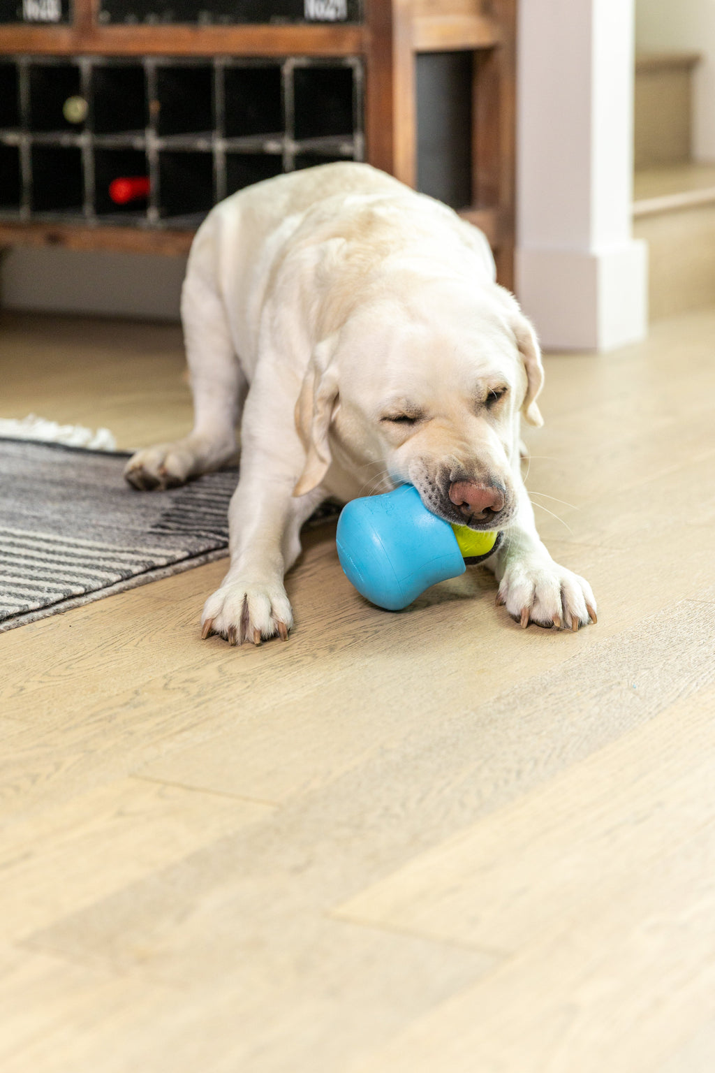Toppl Treat — Fill & Fit Enrichment Treats