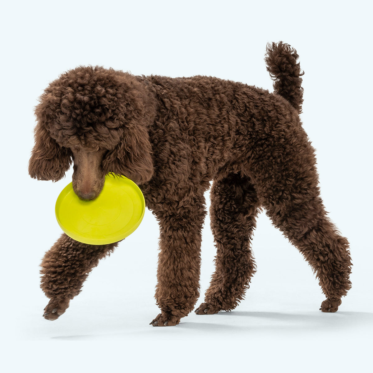 Zisc® — Zogoflex® Flying Disc Dog Toy