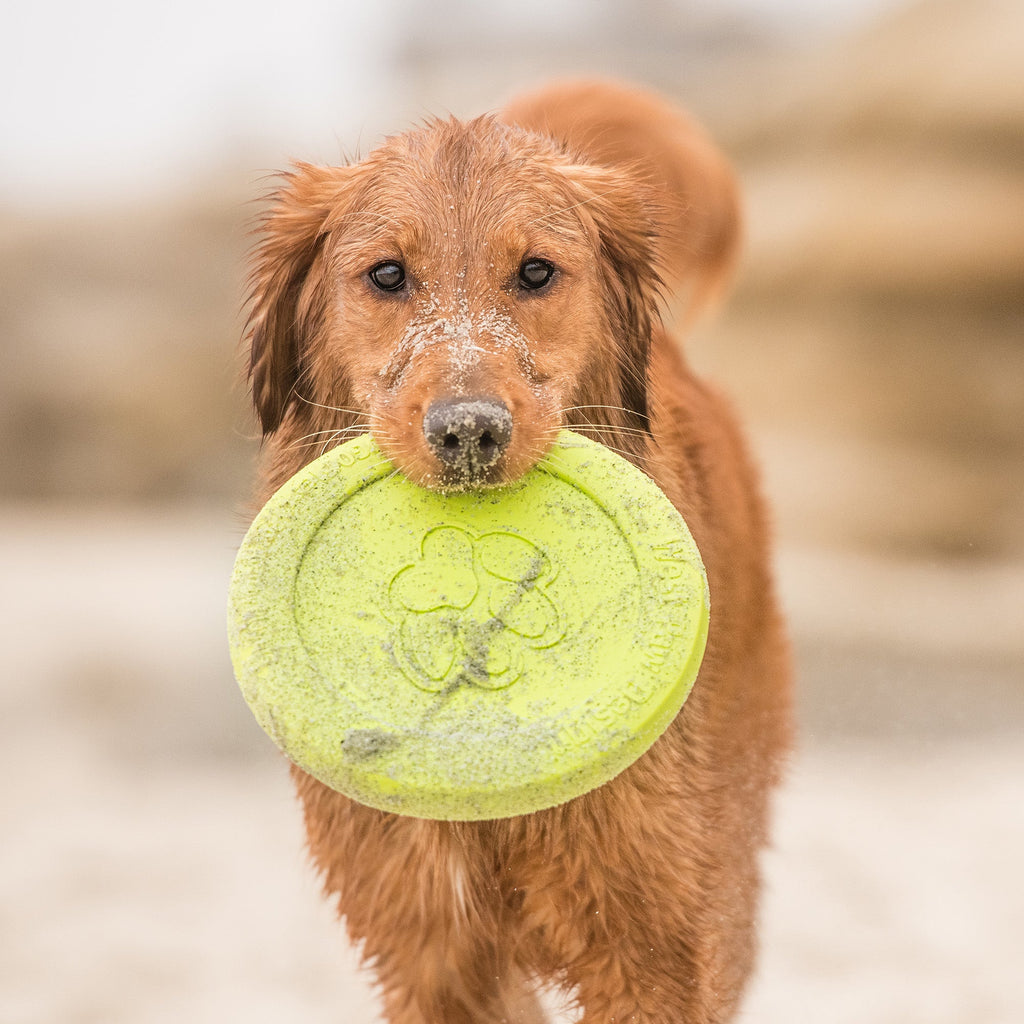 Zisc® — Zogoflex® Flying Disc Dog Toy